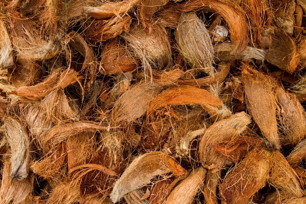 Coconut Fiber (Coco Fiber)